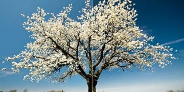 Digital Photography Techniques