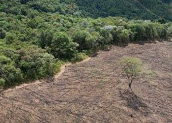 Sustaining Our Planet: Climate Change News, Conservation Efforts, and Environmental Policies