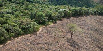 Sustaining Our Planet: Climate Change News, Conservation Efforts, and Environmental Policies