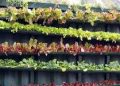 Urban Gardening: Growing Food in Small Spaces